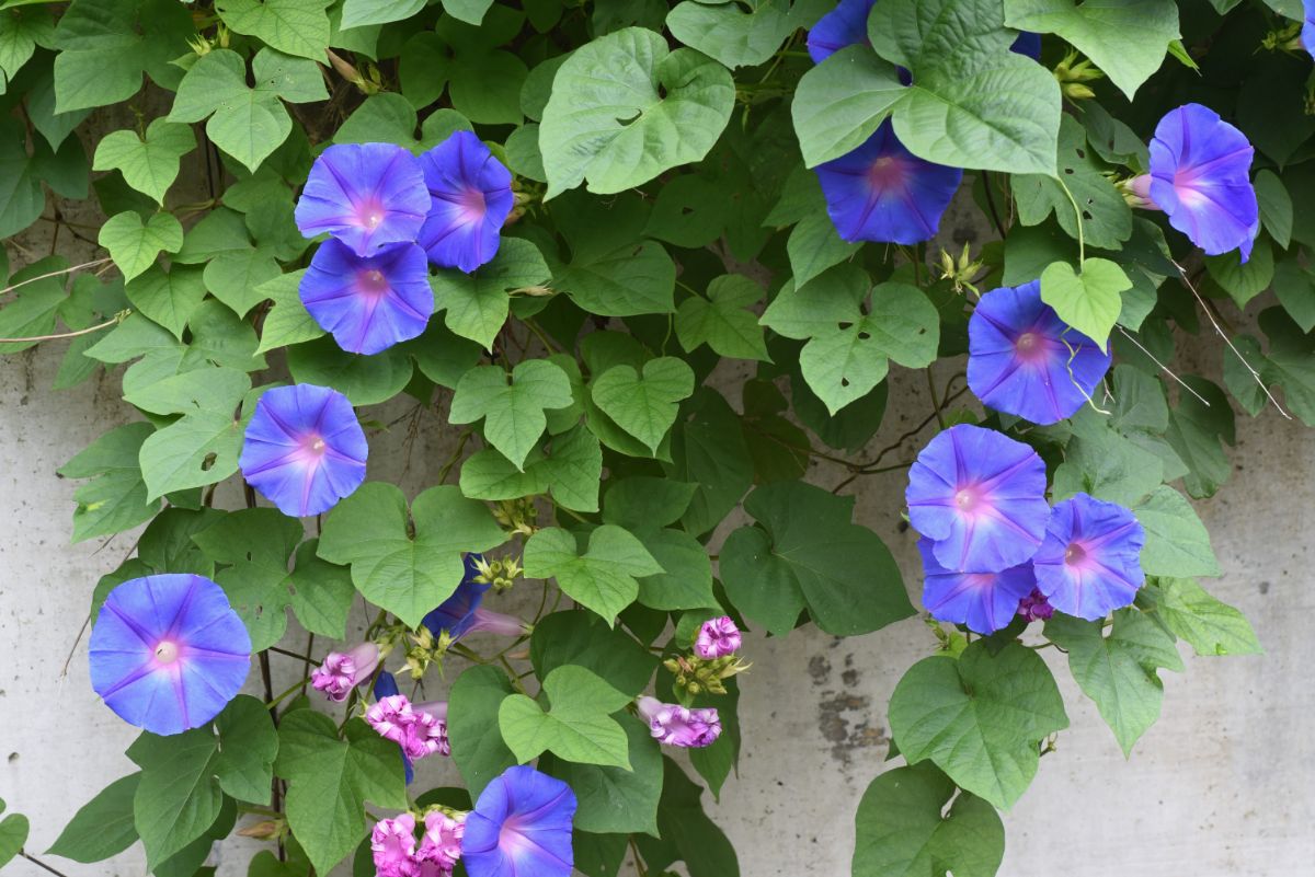 Pink and blue climbing morning glory flowers