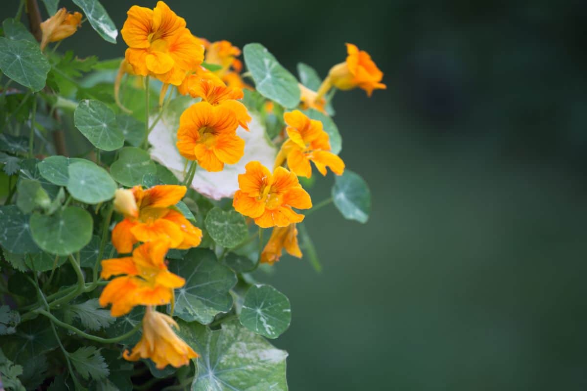 A closeup view of orange nasturtium flowers