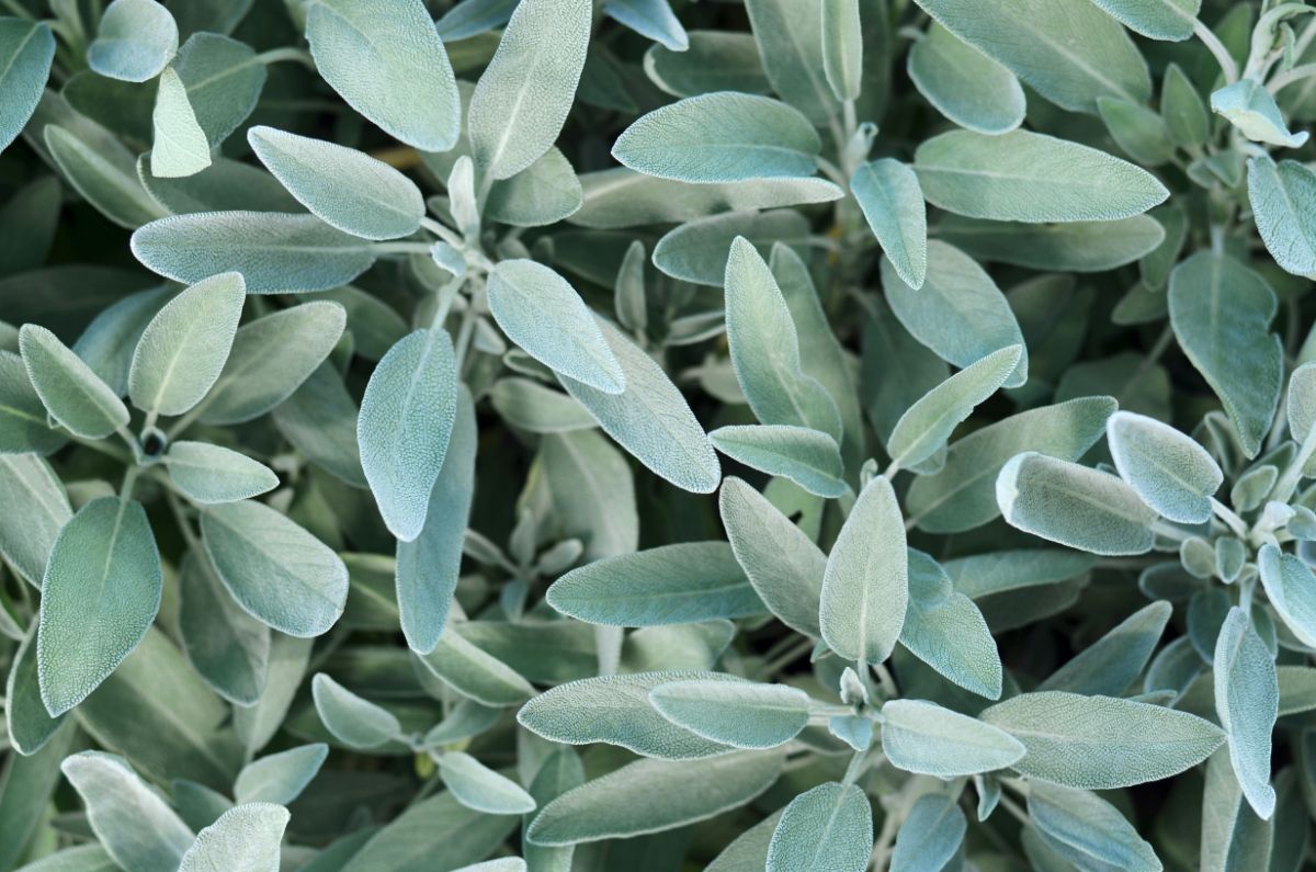 Velvety-looking gray-green sage growing in the herb garden