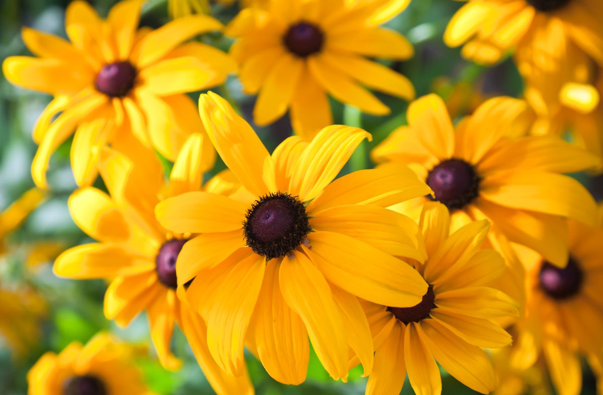 Classic yellow and brown Black Eyed Susans
