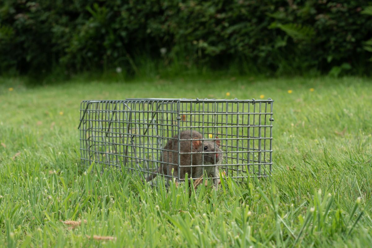 A rat trapped in a live trap