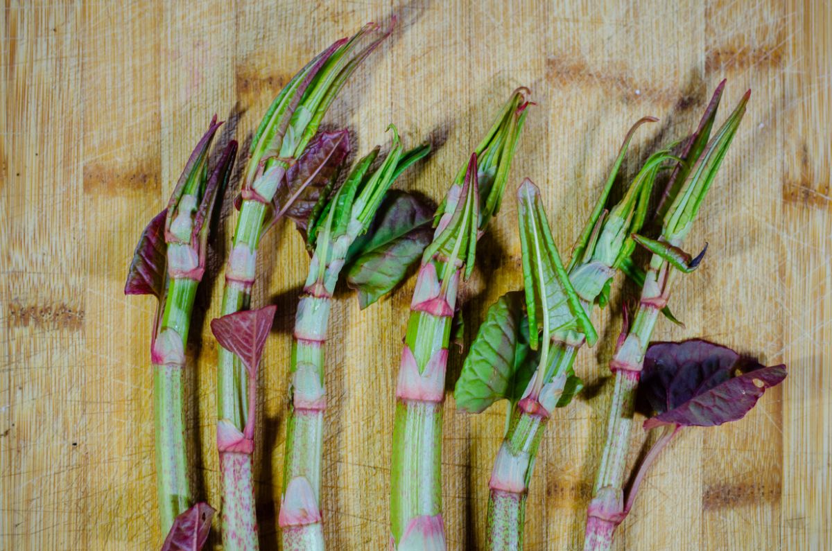 Stems of Japanese knotweed for cooking
