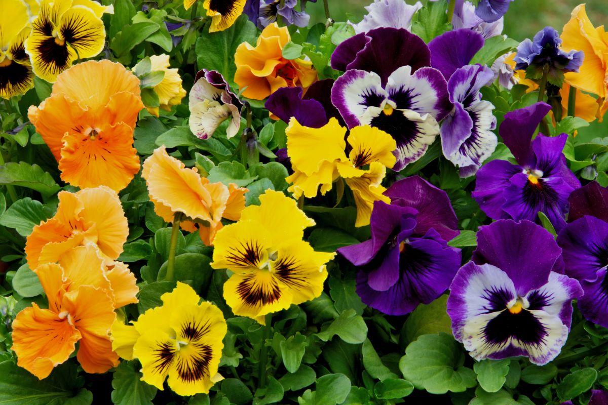Pansy flowers in a range of colors including purple, yellow, and orange