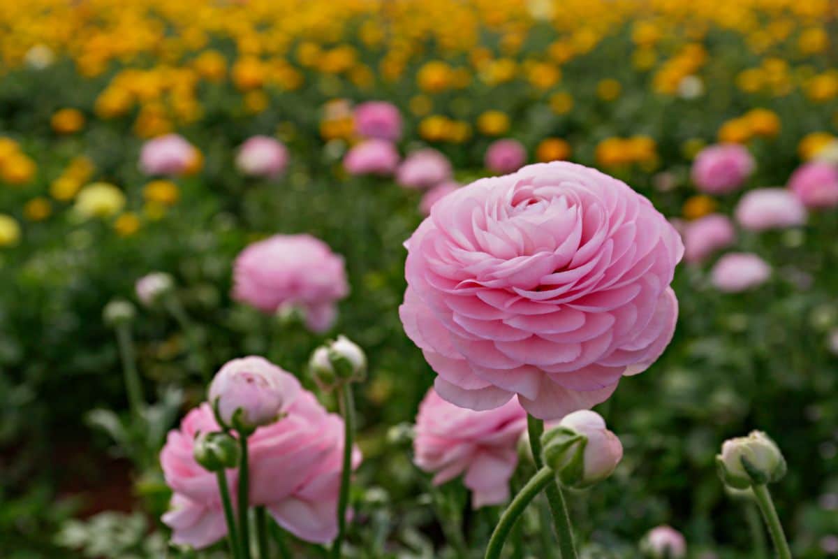 A full, pink flowering ranunculus bloom