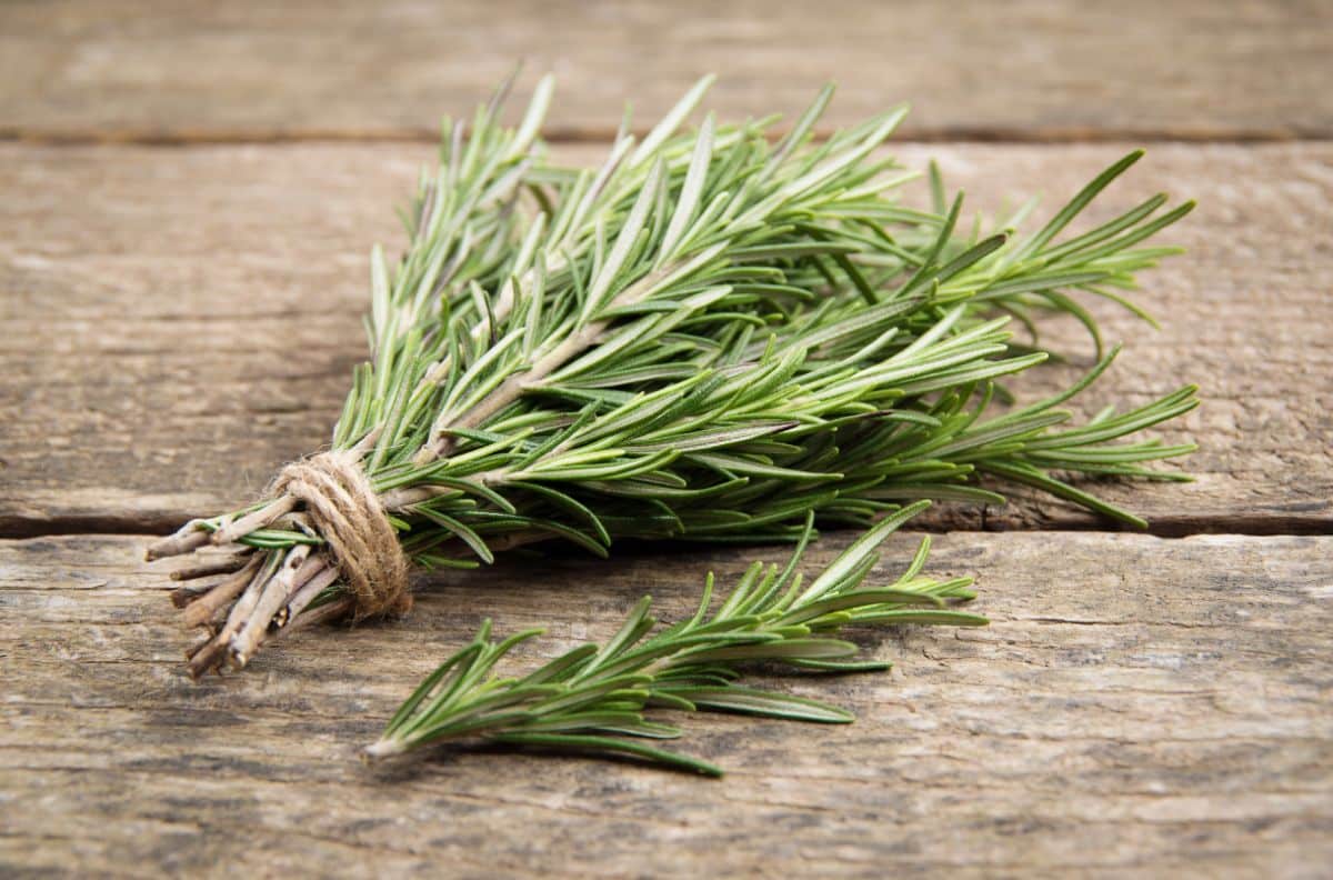 A bundle of fresh rosemary ties with twine