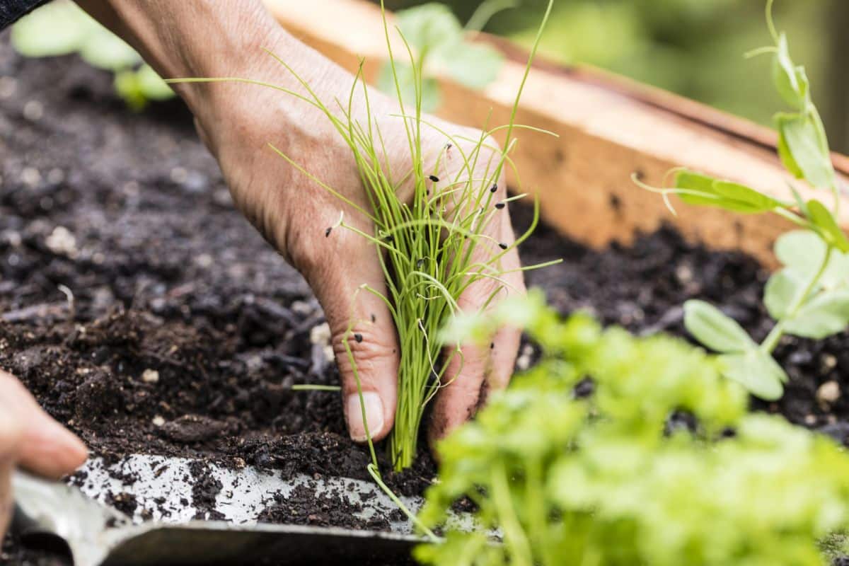 A gardener weeding in a raised bed