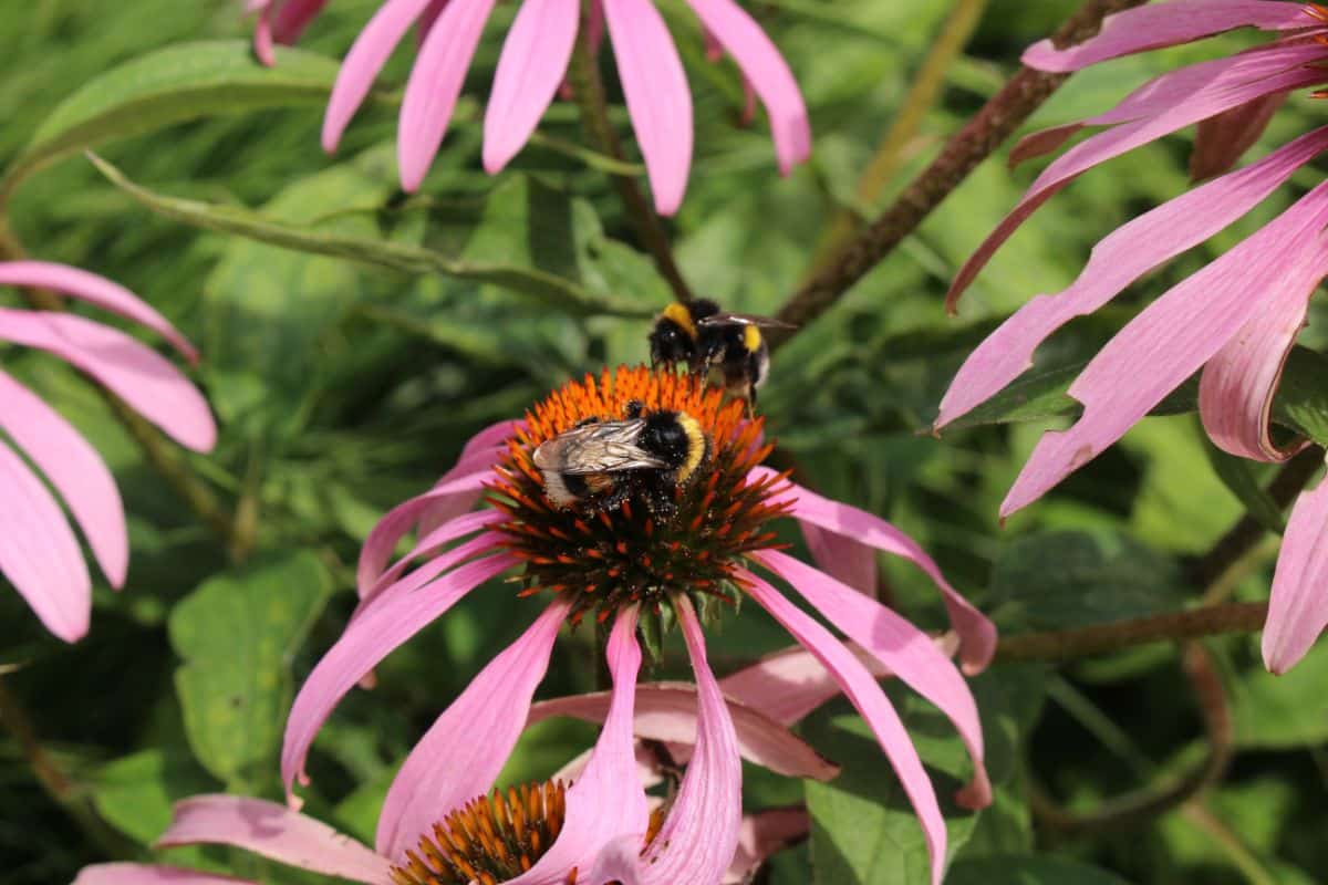 Two bees collecting pollen on a single coneflower