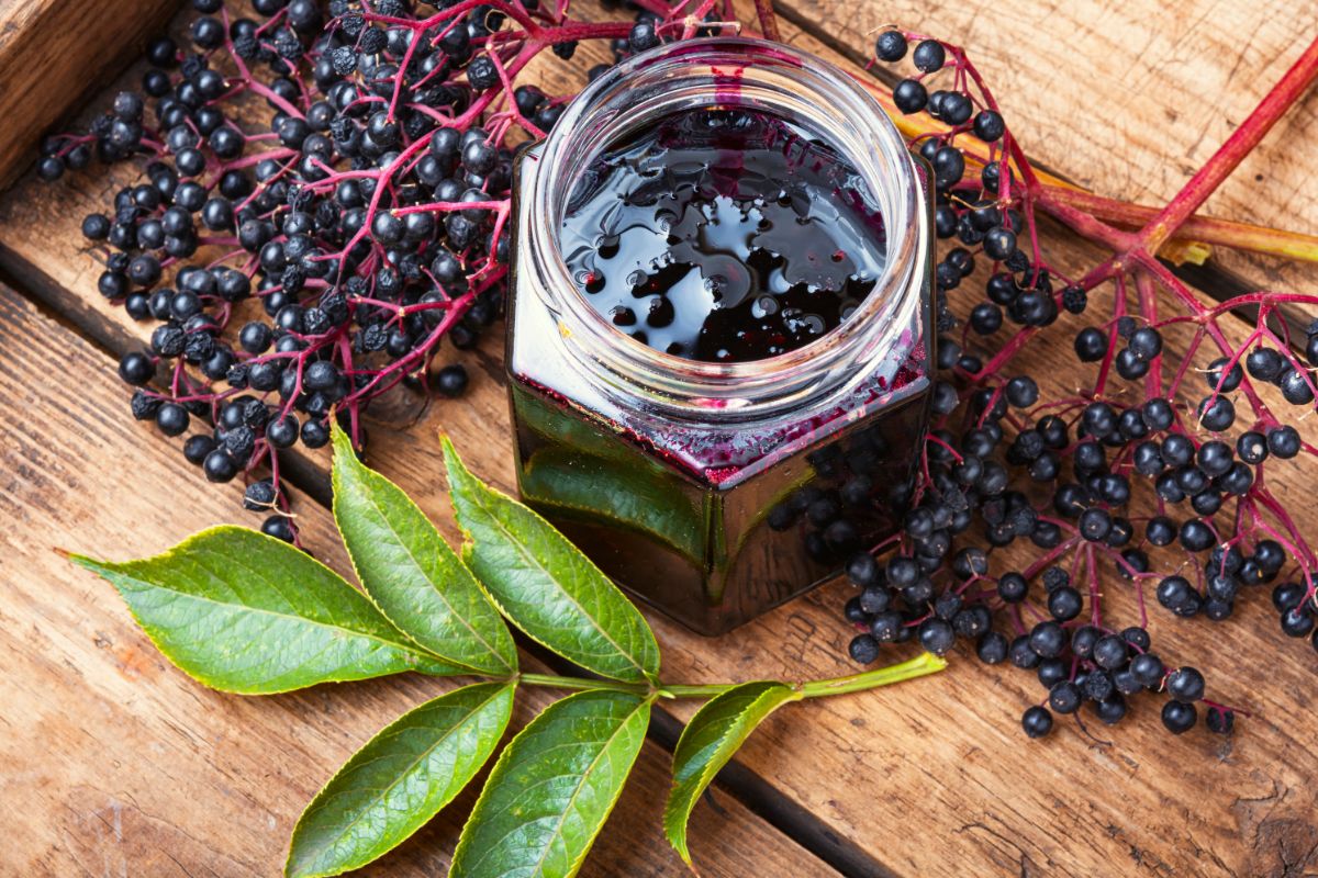 A jar of homemade elderberry jam surrounded by ripe berry clusters on the stem