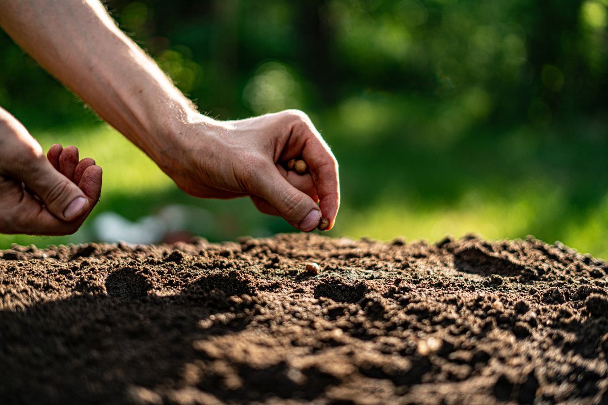 A gardener sets seeds into spring soil