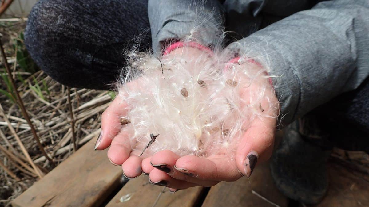 A gardener holds a hand full of feathery wildflower seeds