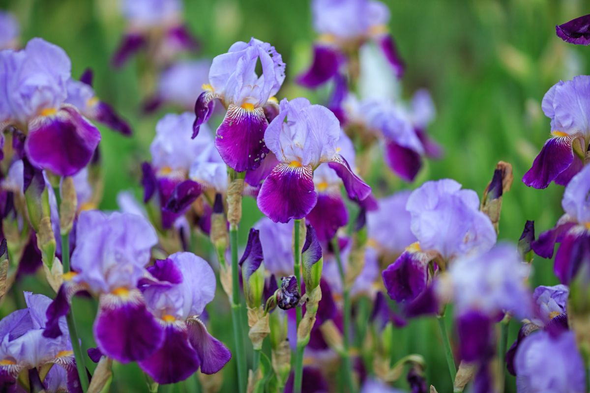 Purple irises in bloom