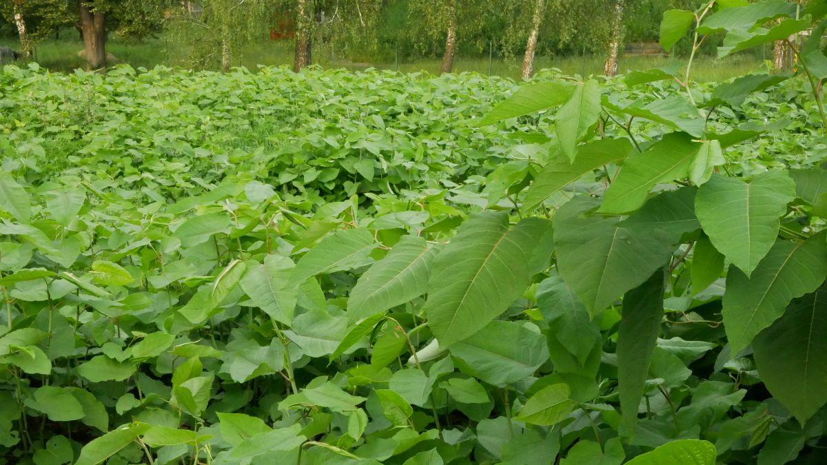 A vast area taken over by invasive Japanese knotweed