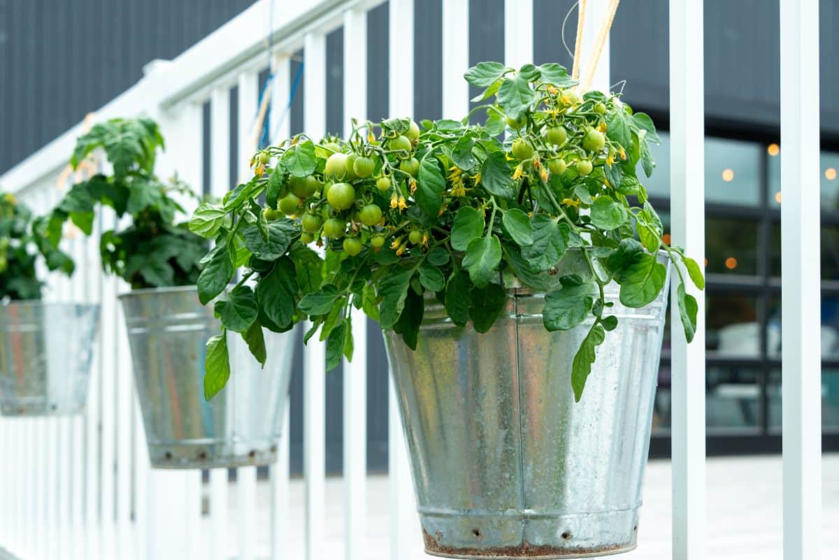 Attractive metal bucket hanging vegetable planters hanging from a railing