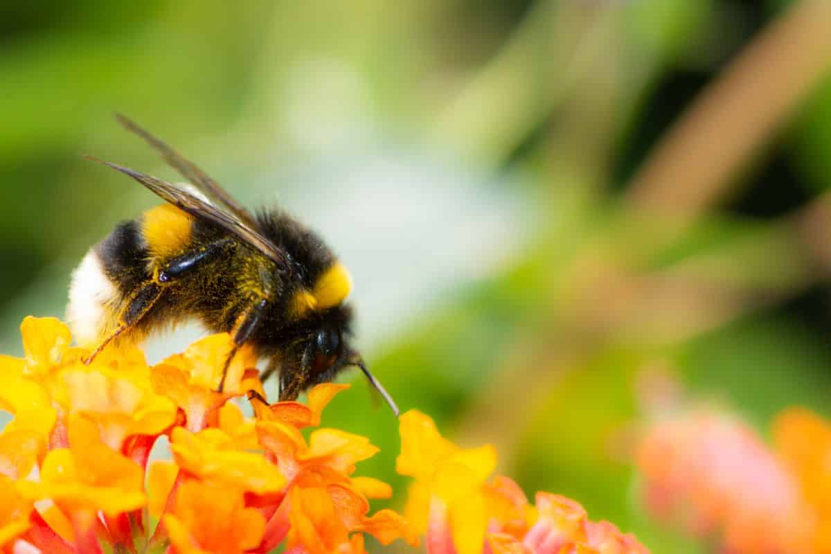 A bumble bee feed on flowers as it pollinates them