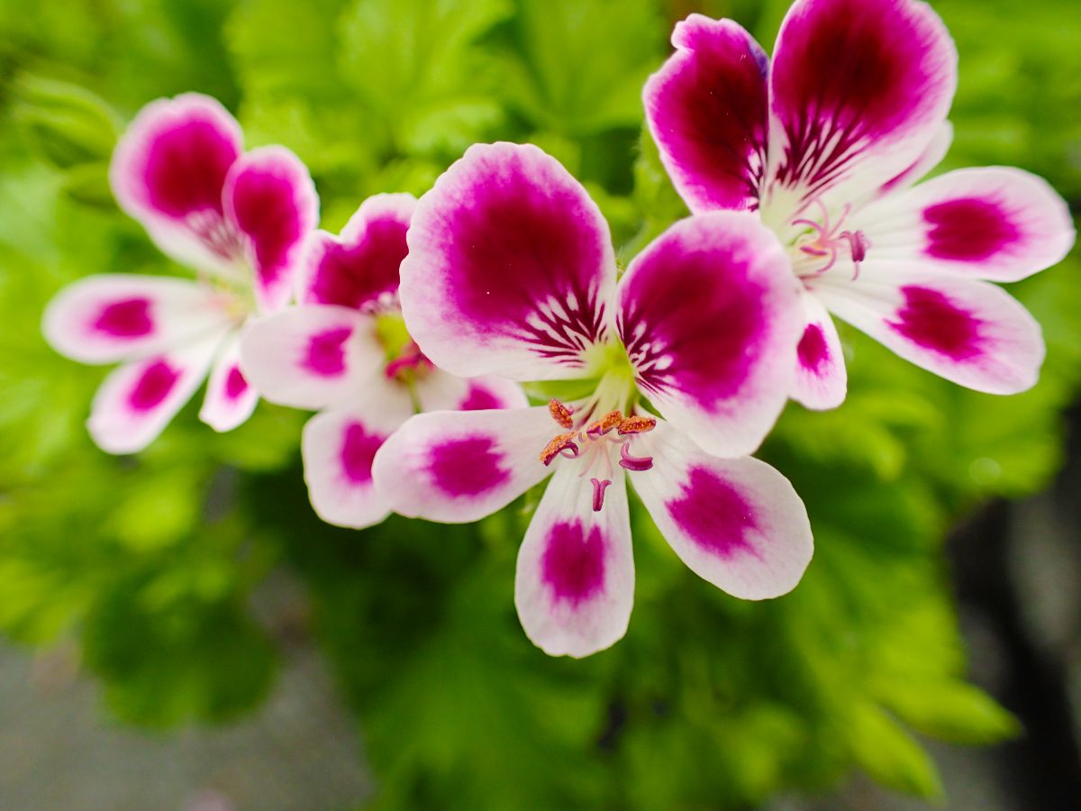 Dark pink and white geranium flowers