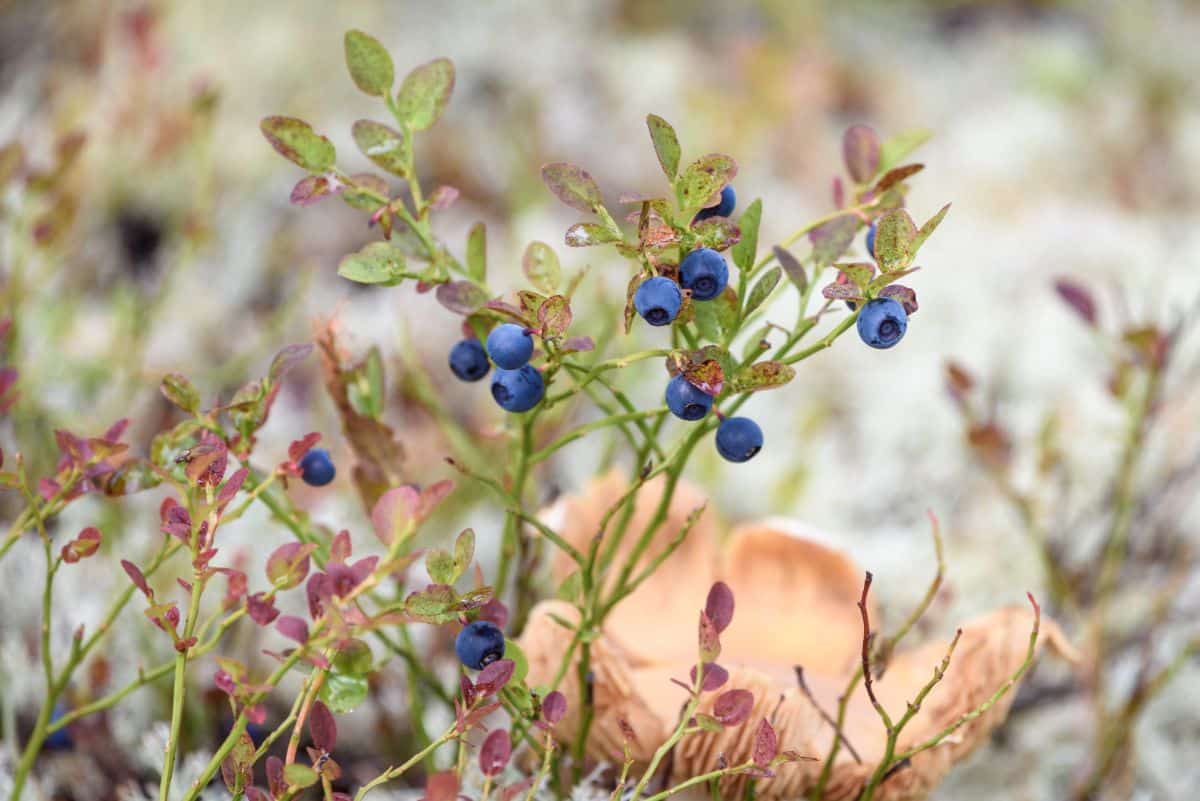 Ground blueberry plants for planting in hanging baskets