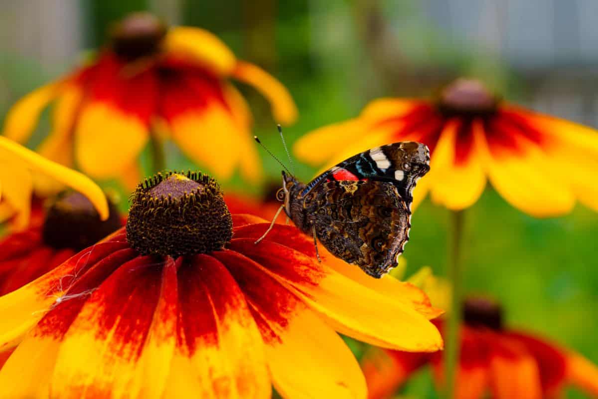 A butterfly on a black eyed Susan flower