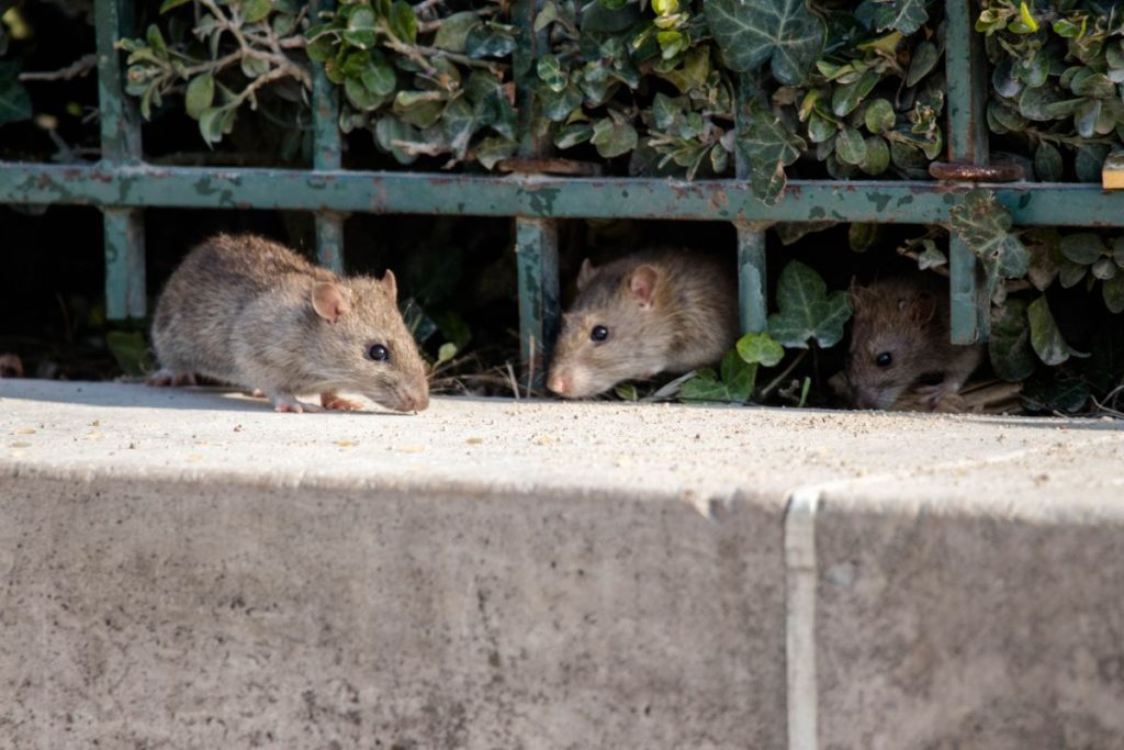 Sitemapcdatahttpswwcinfbizidpiege A Rat Jardilandnull