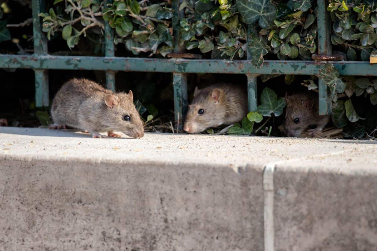 Three rats creeping out from a garden fence