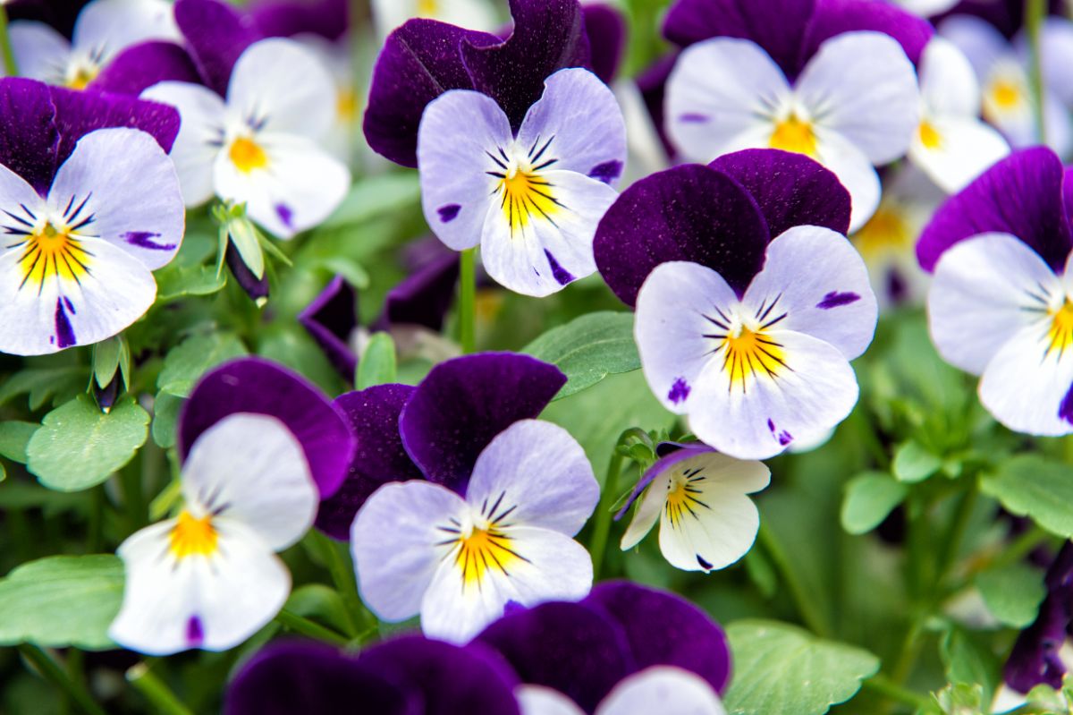 White and purple violas are exceptionally hardy in spring