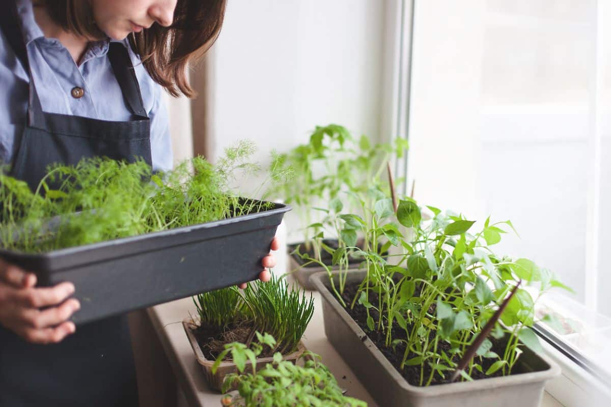 A woman sets different containers and window boxes planted with herbs