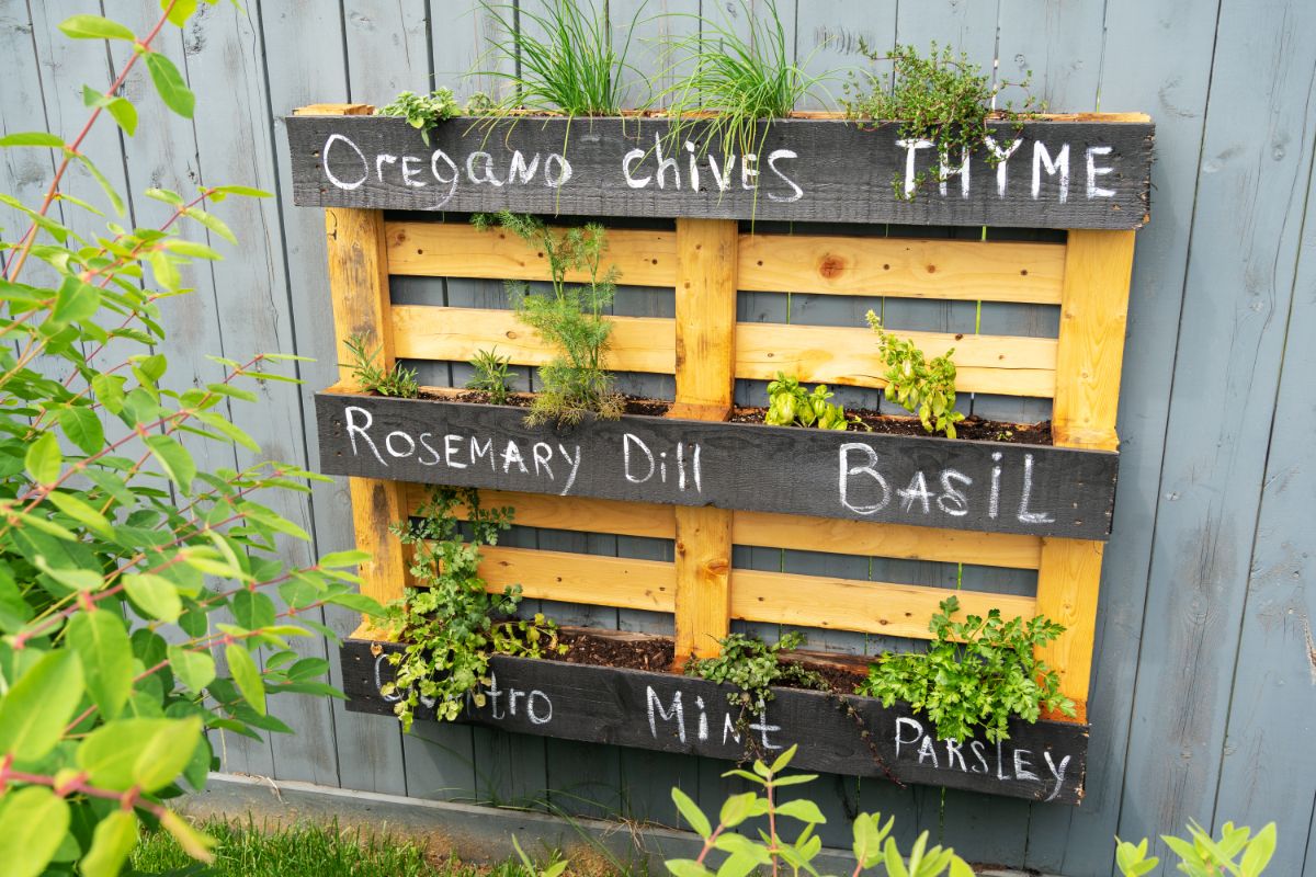 A hanging herb planter made from a pallet