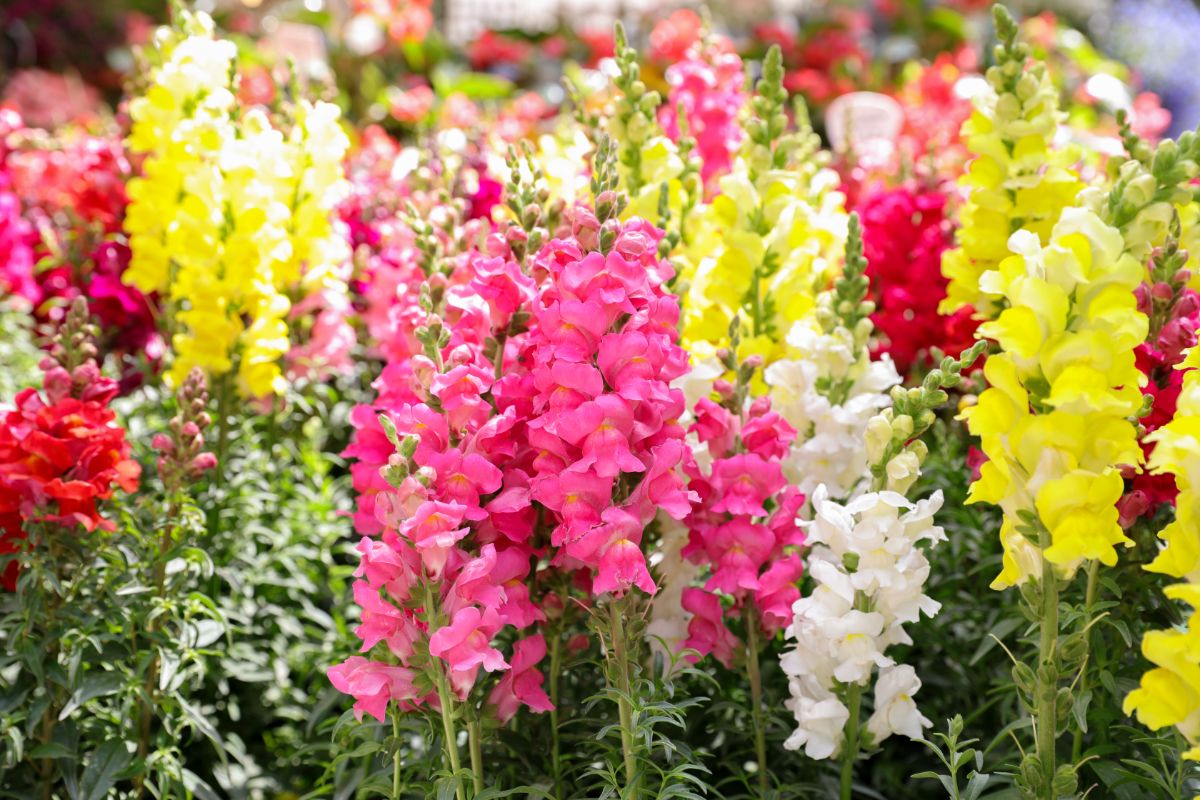 Colorful snapdragons flowering.