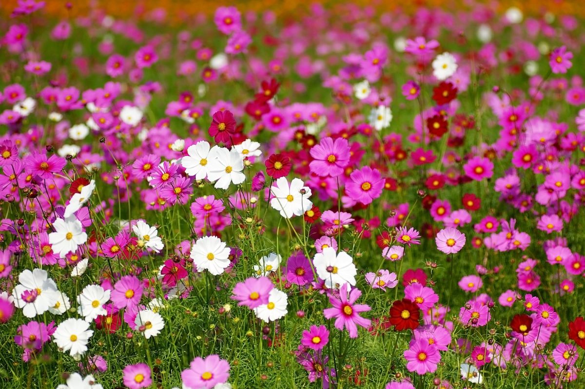 A field of multi-colored cosmos flowers in light and dark hues