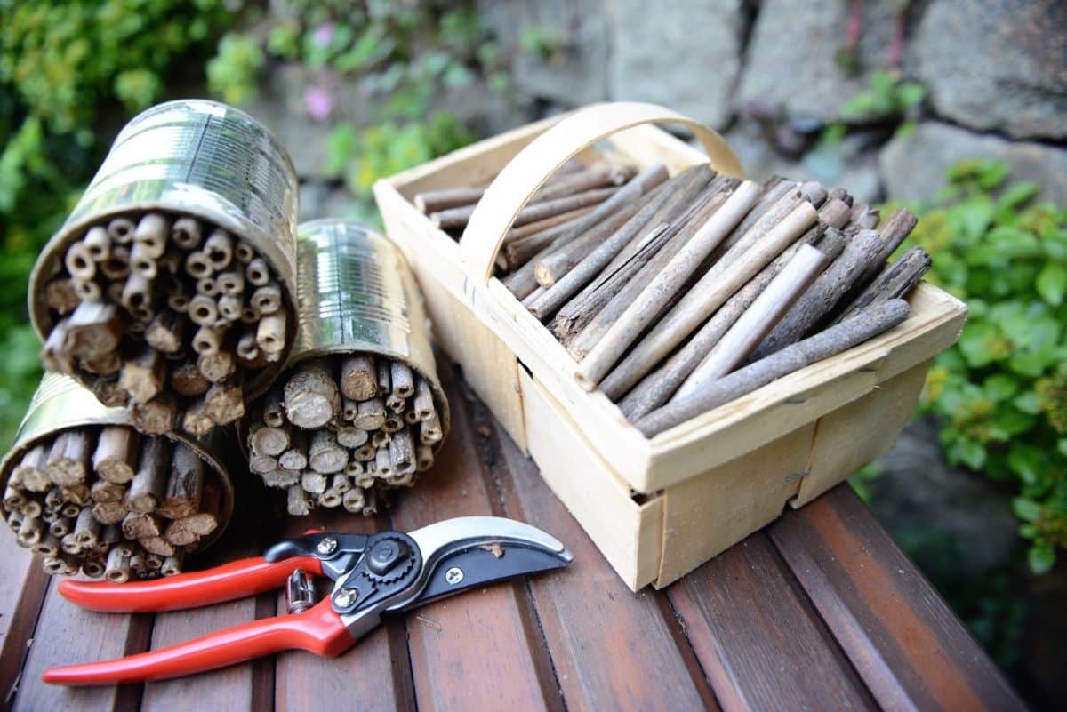 Bee hotels made from hollow Japanese knotweed stems