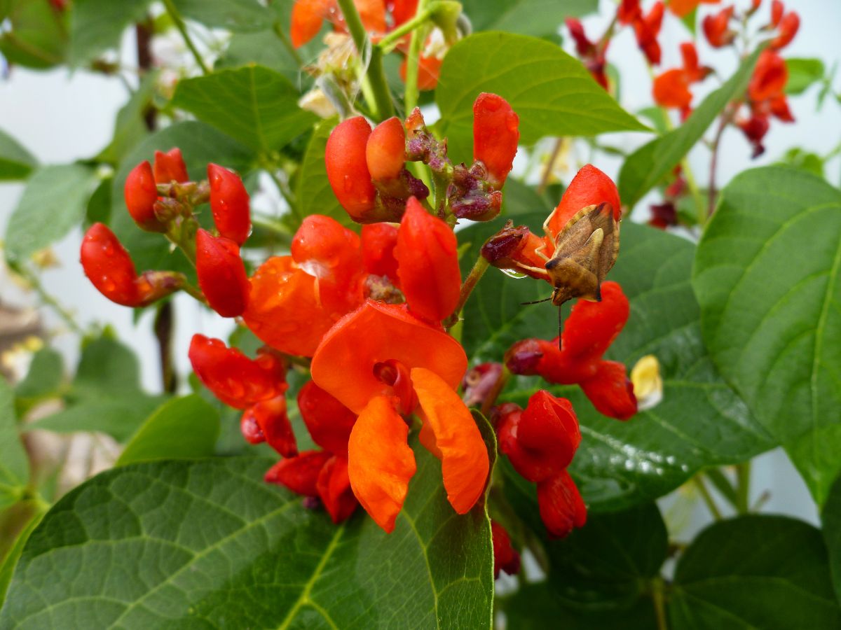 bright orange-red scarlet runner bean blossoms