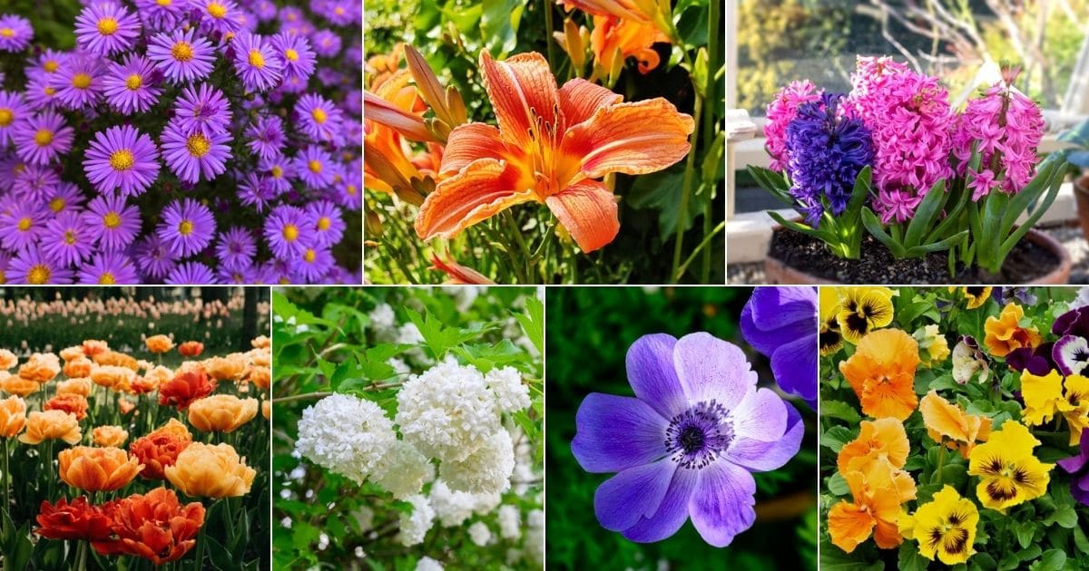 Collage of beautiful blooming fall flowers.