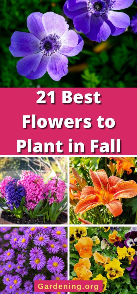 21 Best Flowers to Plant in Fall pinterest image.