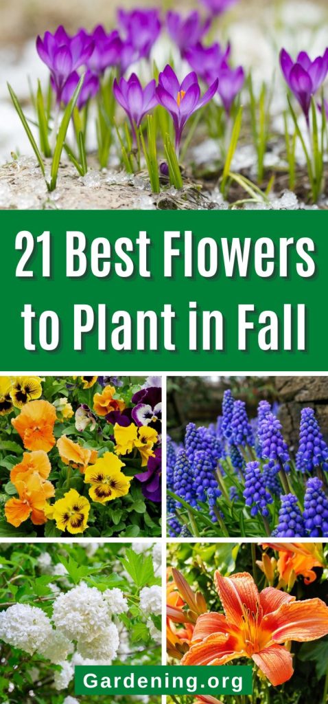 21 Best Flowers to Plant in Fall pinterest image.