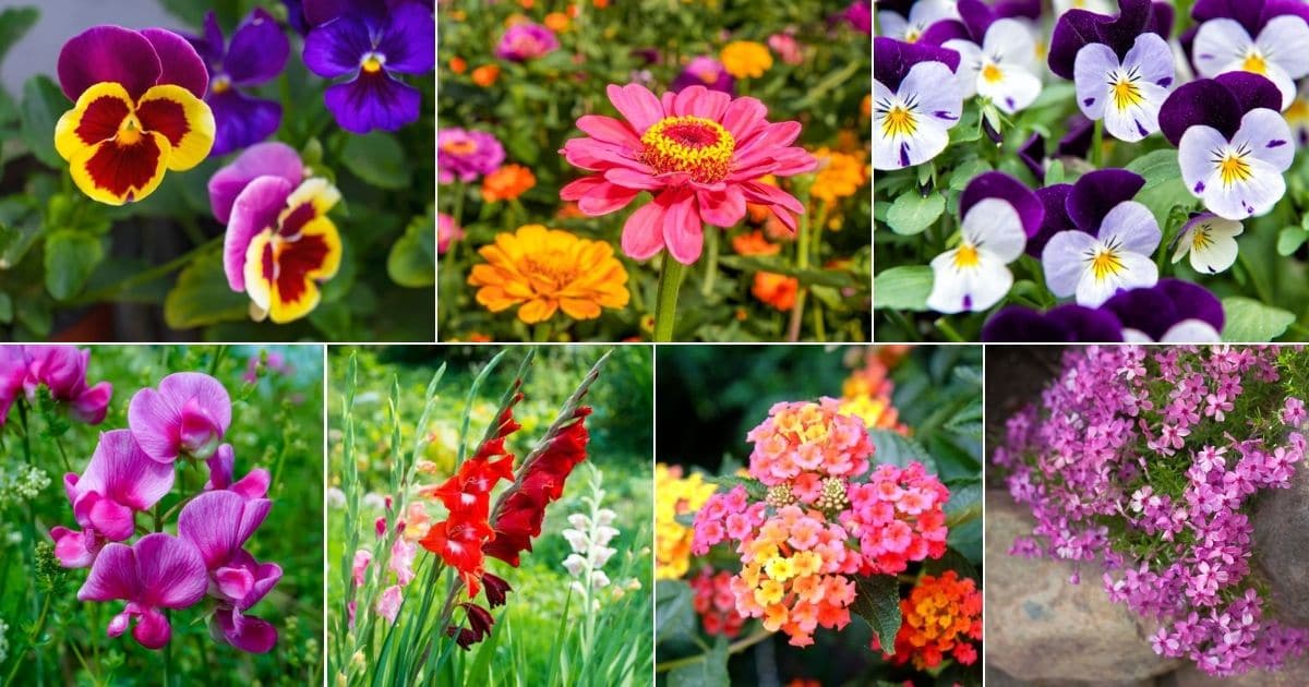 Collage of beautiful blooming spring flowers.
