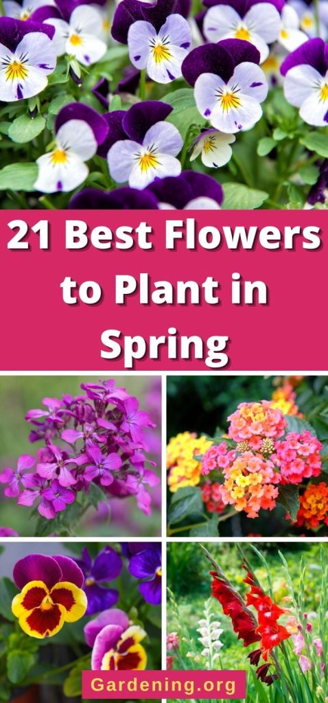 21 Best Flowers to Plant in Spring pinterest image.