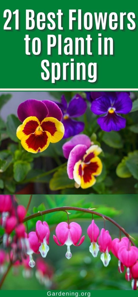 21 Best Flowers to Plant in Spring pinterest image.