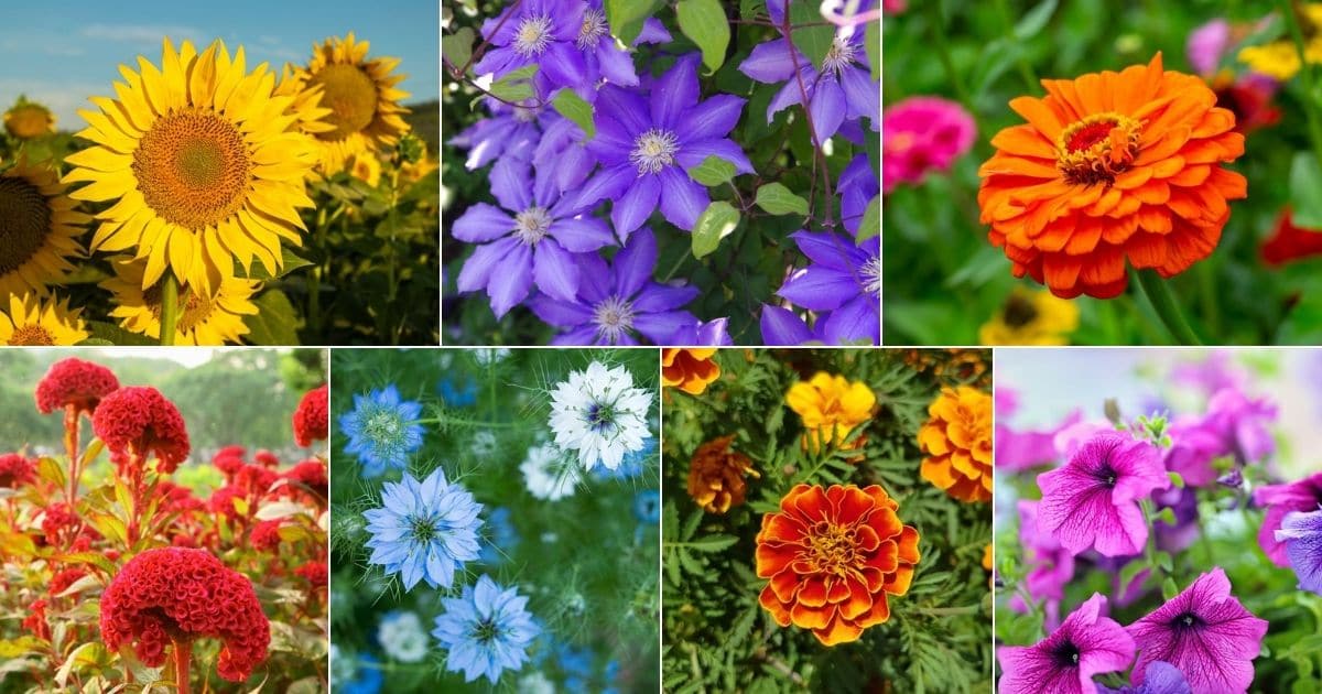 Collage of beautiful blooming summer plants.