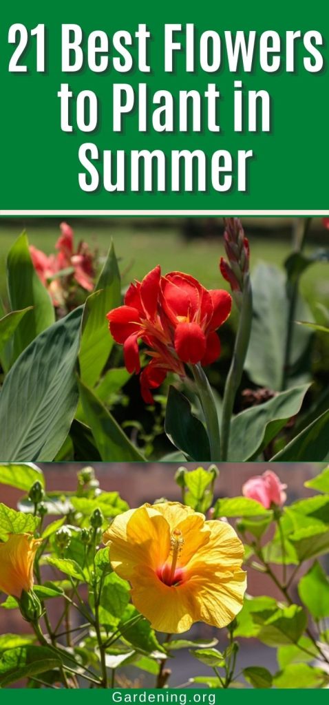 21 Best Flowers to Plant in Summer pinterest image.