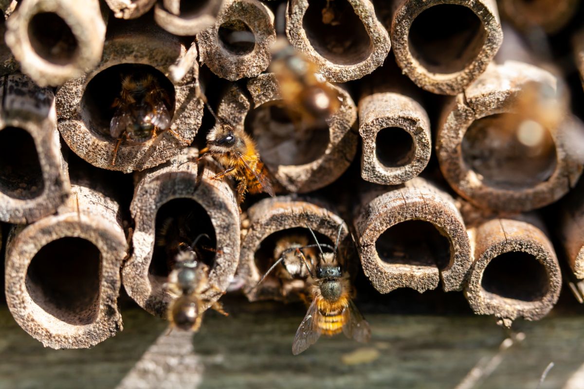 Solitary bees exploring a homemade bee hotel