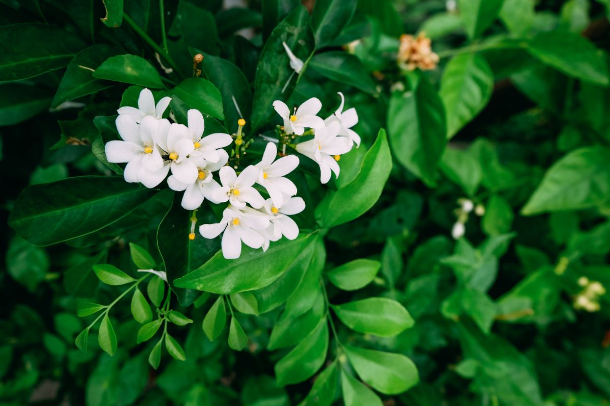 White blossoming jasmine plant