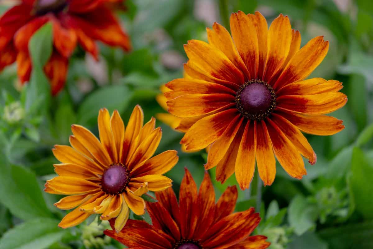 Rudbeckia flowers with graduated orange to yellow colors