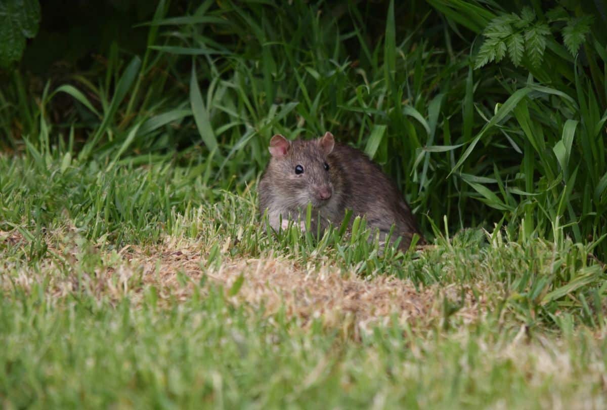 A rat creeping out of a wooded area