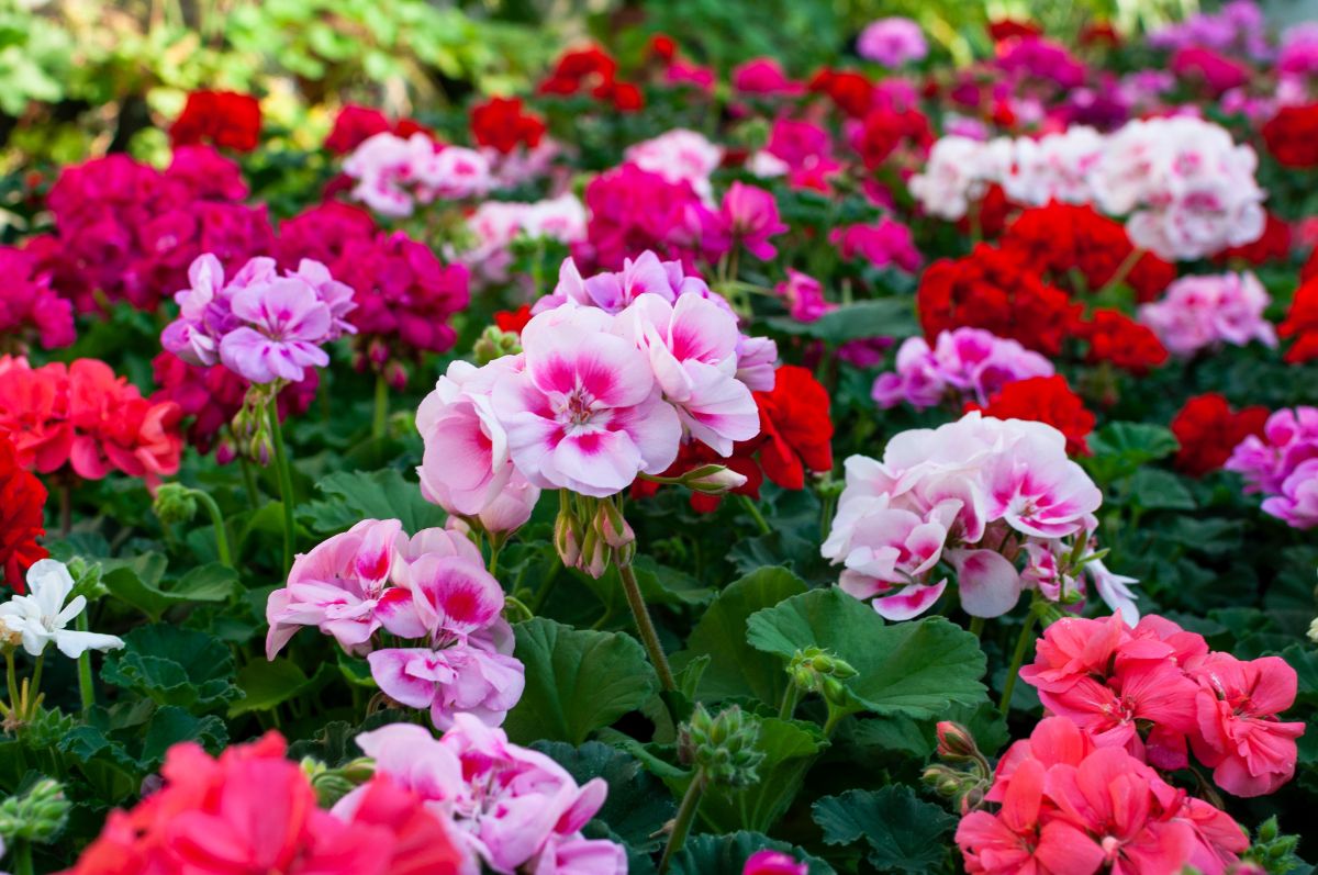Geranium plants in a variety of colors
