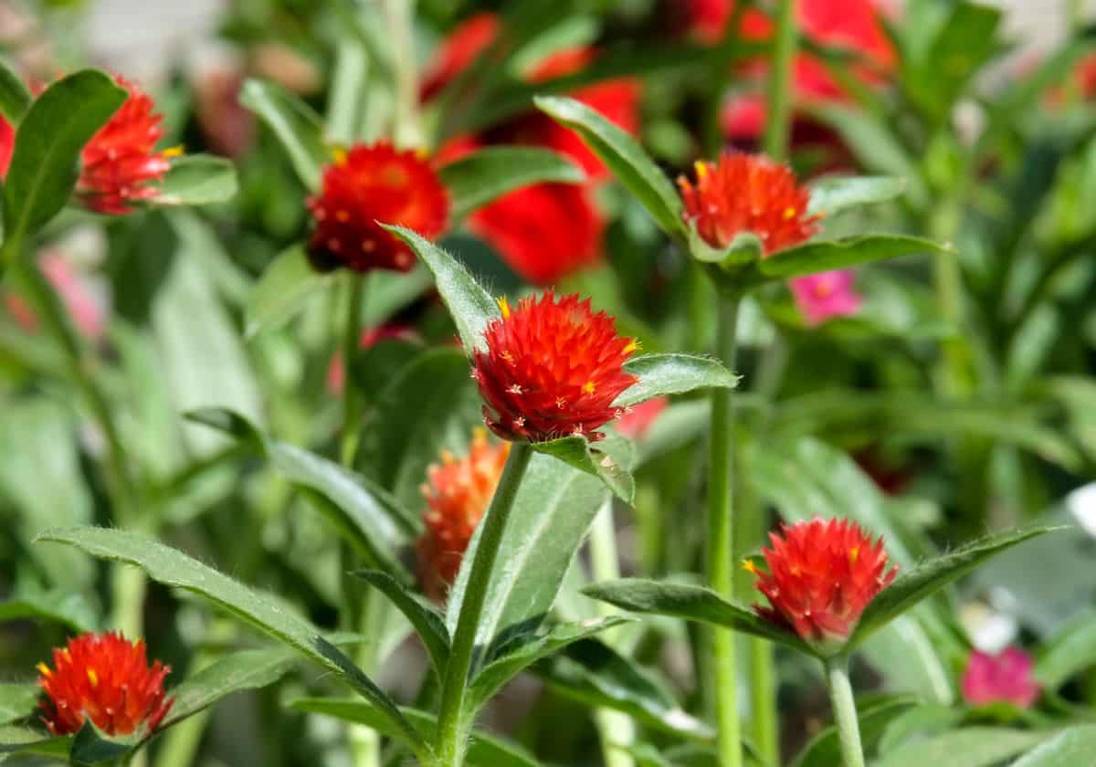 Red ball-like gomphrena flowers