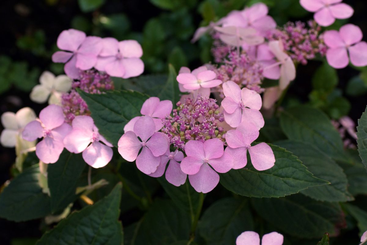 A cluster of pink hydrangea flowers