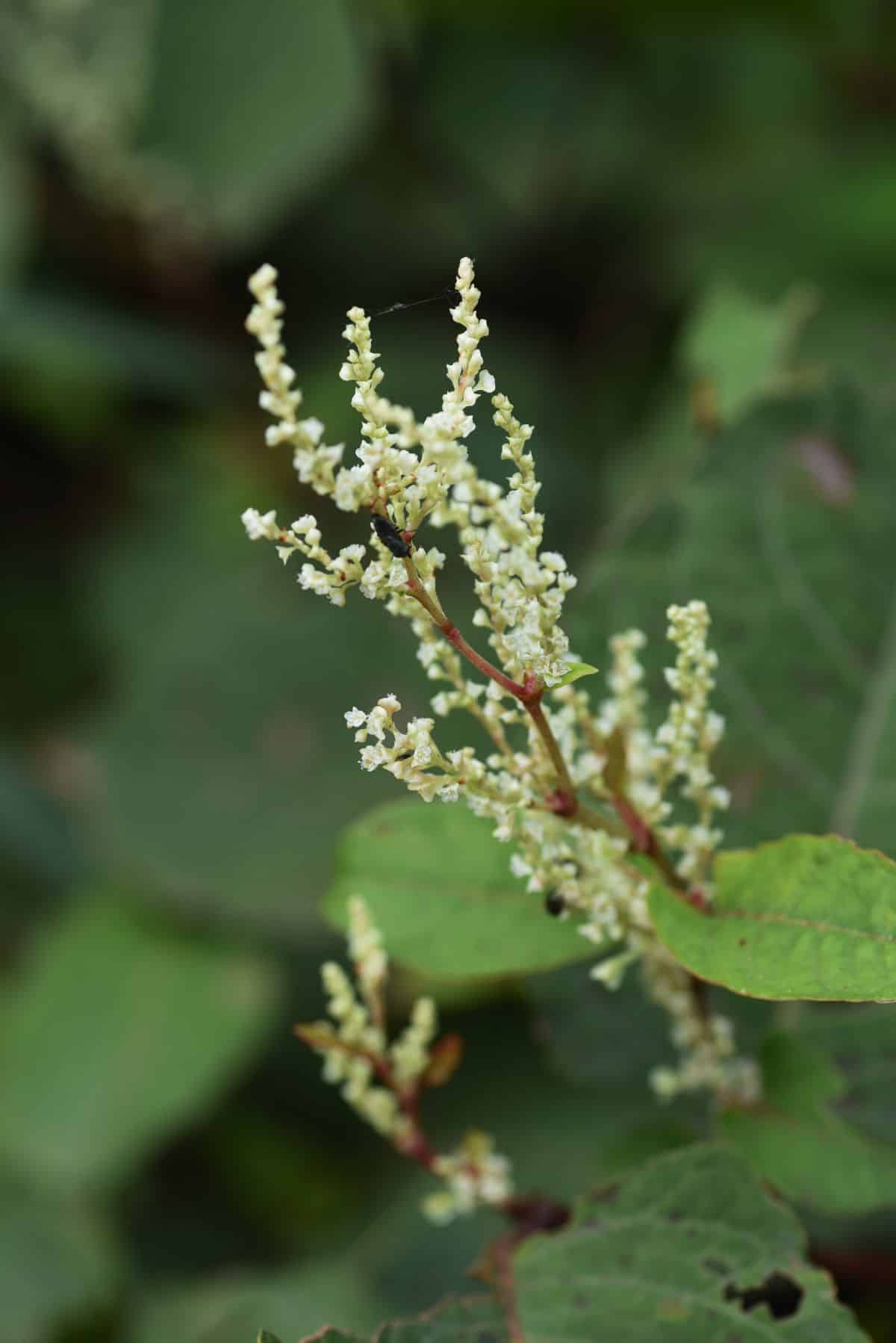 Flowering invasive Japanese knotweed