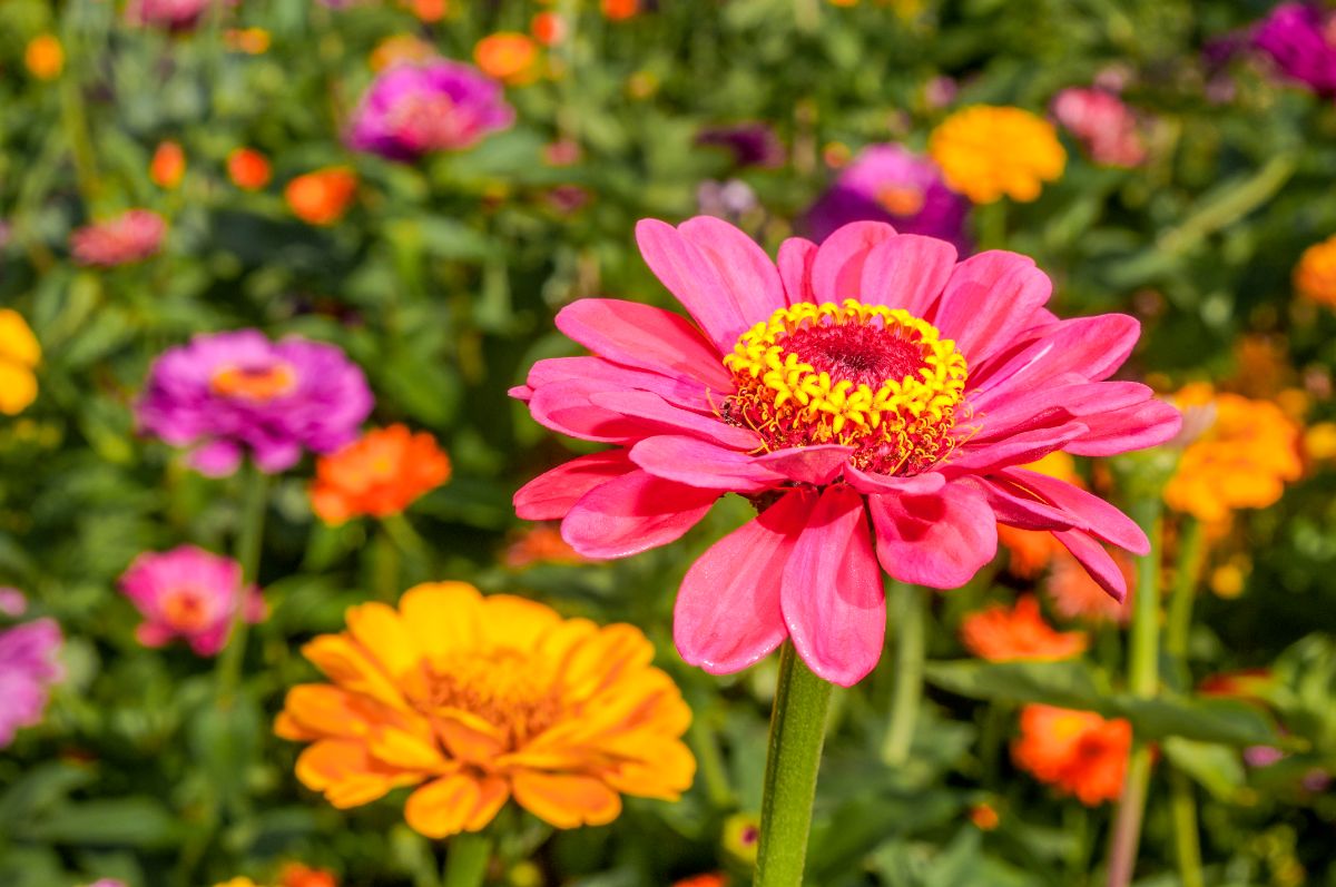 Zinnias in a variety of bright, beautiful colors