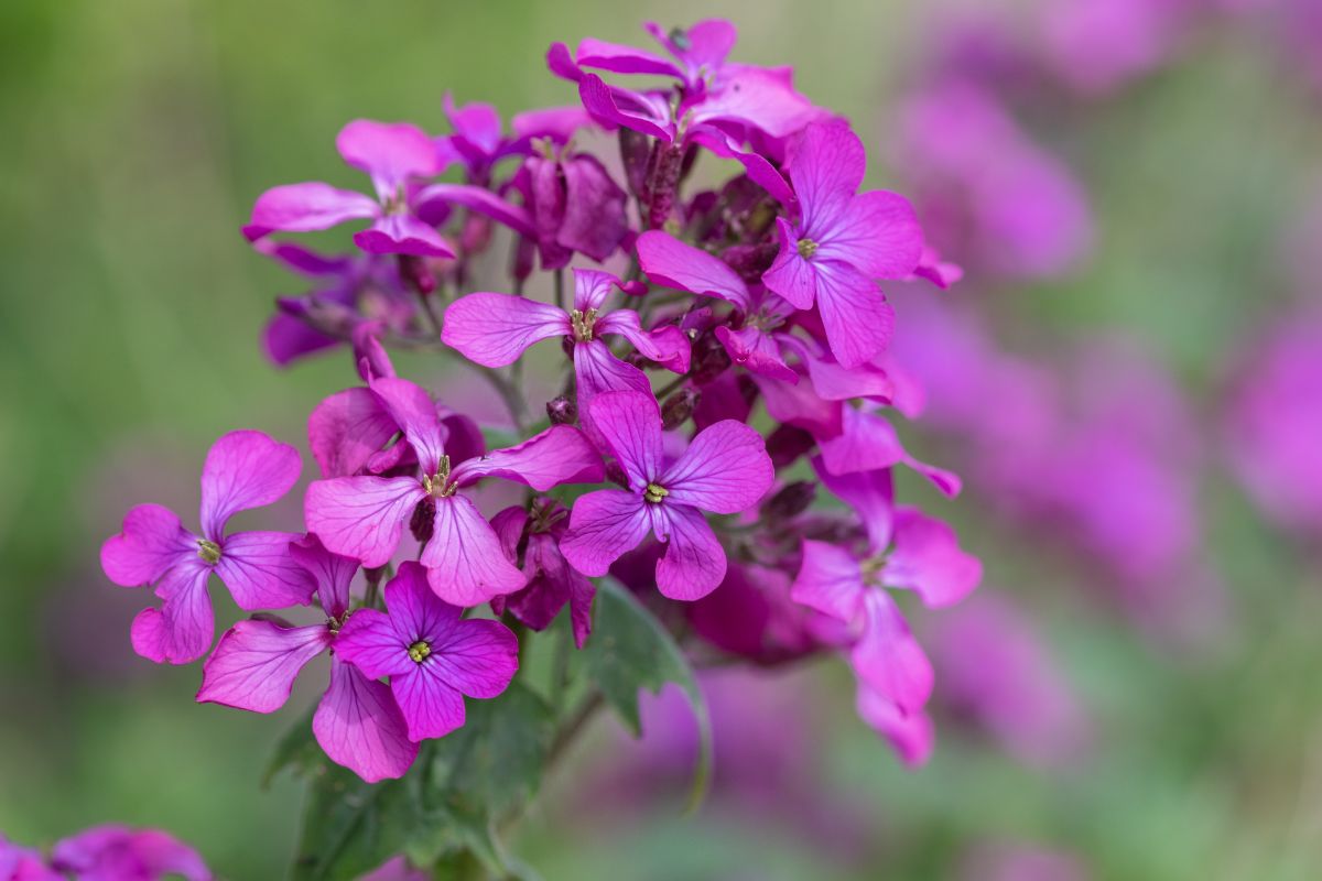 Purple lunaria flowers