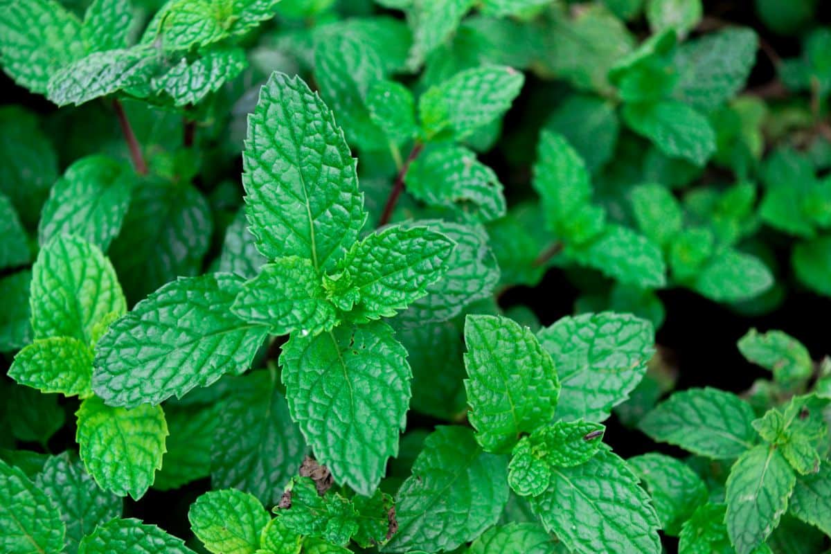 Closeup of shiny green healthy mint