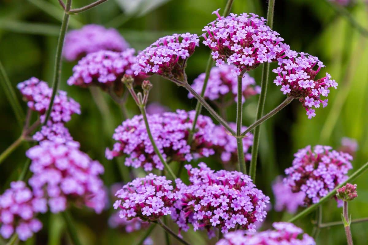 Purple flowering verbena plants